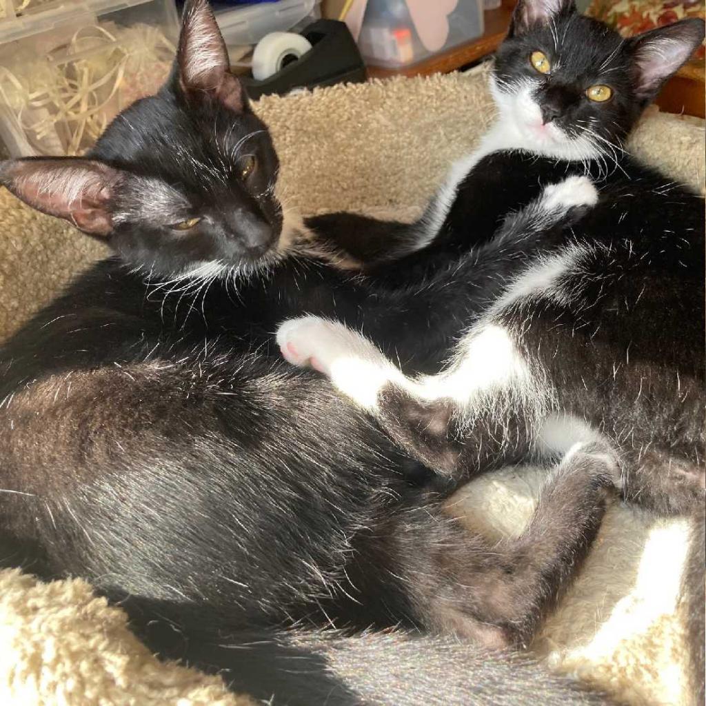 Enlarge Jenny, a Adoptable Domestic Medium Hair in Los Angeles, CA image 3/4