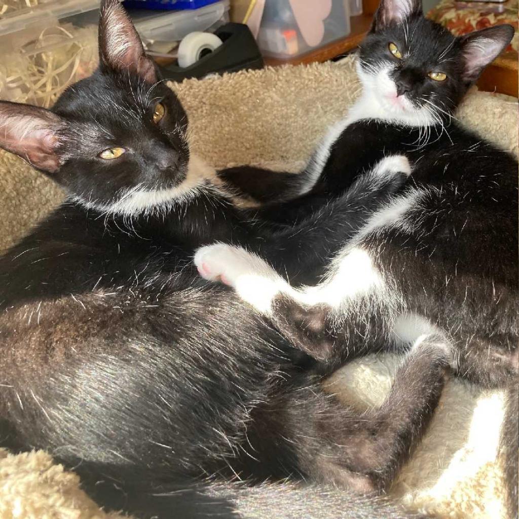 Enlarge Jenny, a Adoptable Domestic Medium Hair in Los Angeles, CA image 4/4