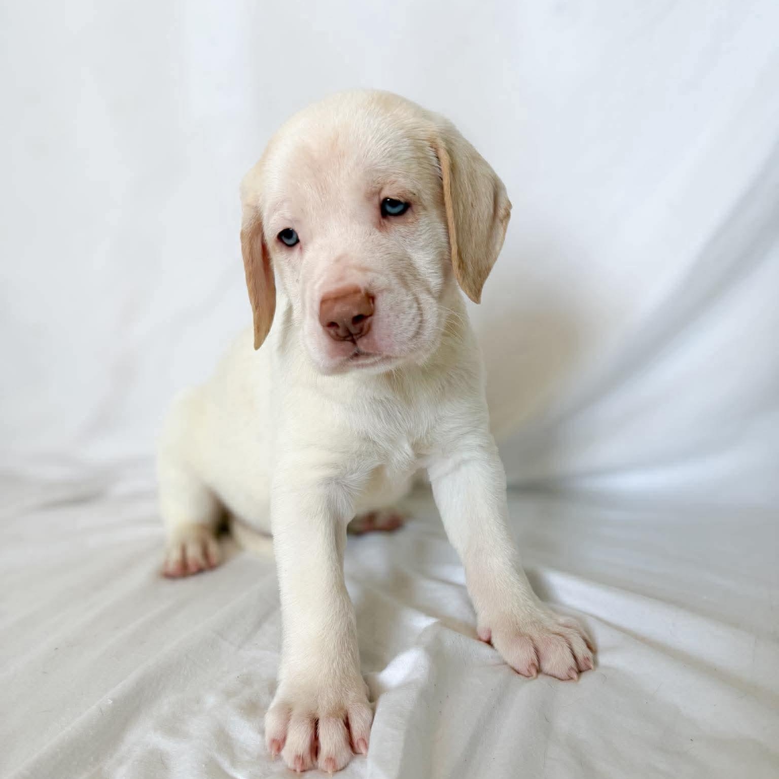 Harvey, adopted, Puppy Male Mastiff & Bracco Italiano.