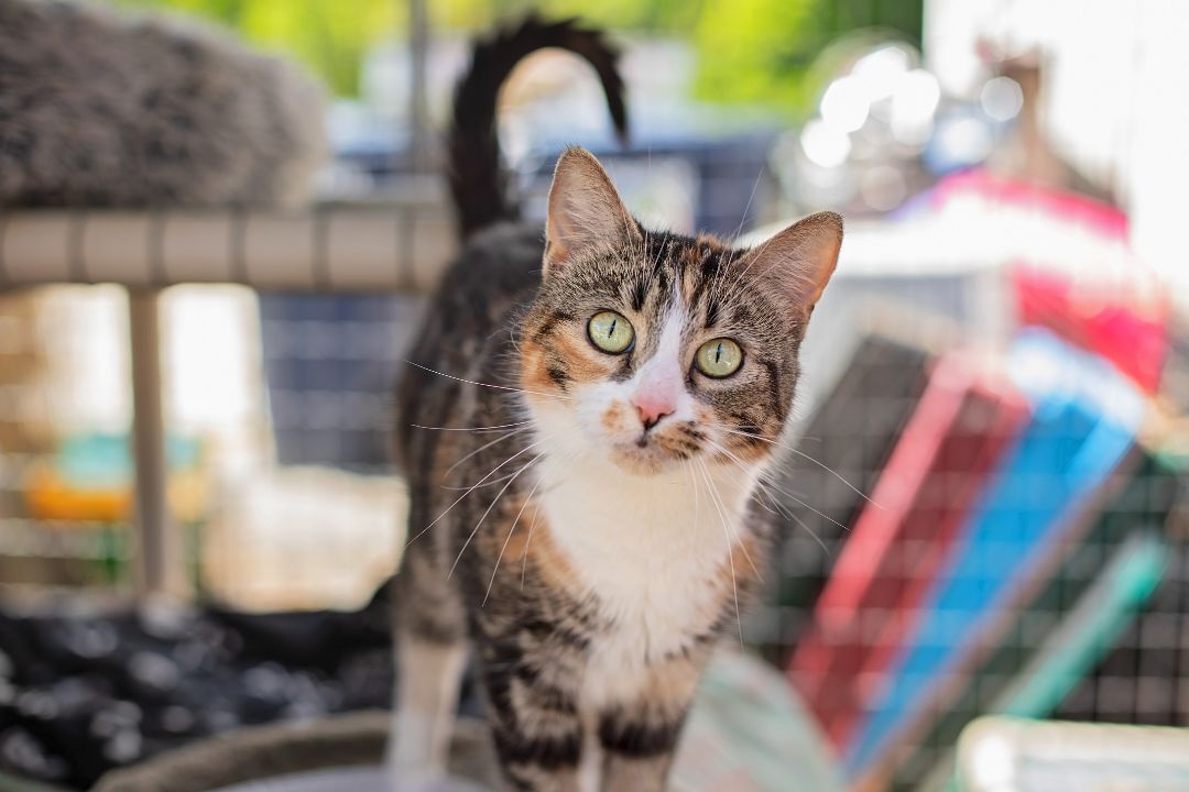 Enlarge Rue, a Adoptable Calico in Landenberg, PA image 1/6