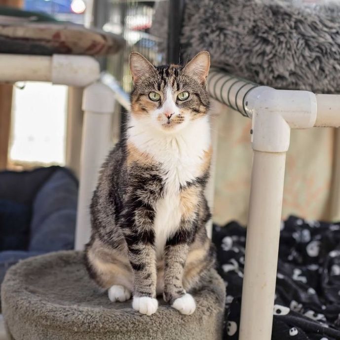 Enlarge Rue, a Adoptable Calico in Landenberg, PA image 3/6