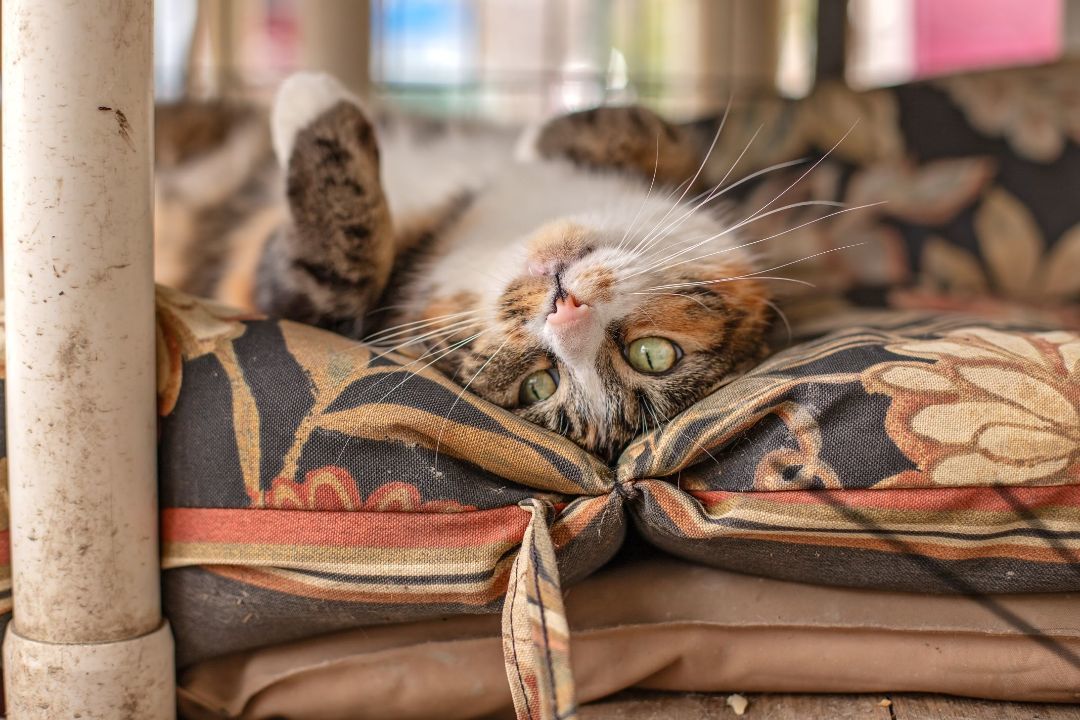Enlarge Rue, a Adoptable Calico in Landenberg, PA image 4/6