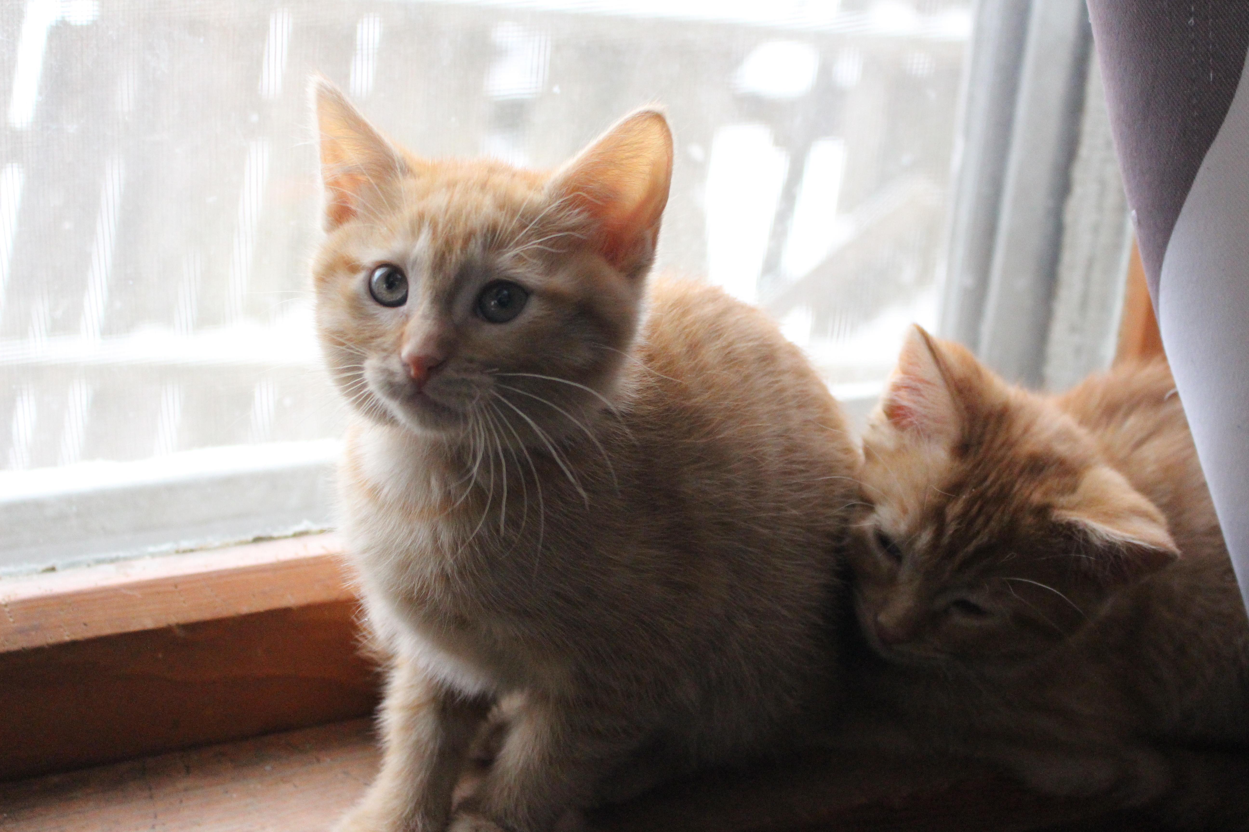GingerCat, ADOPTABLE, Kitten Female Domestic Short Hair.