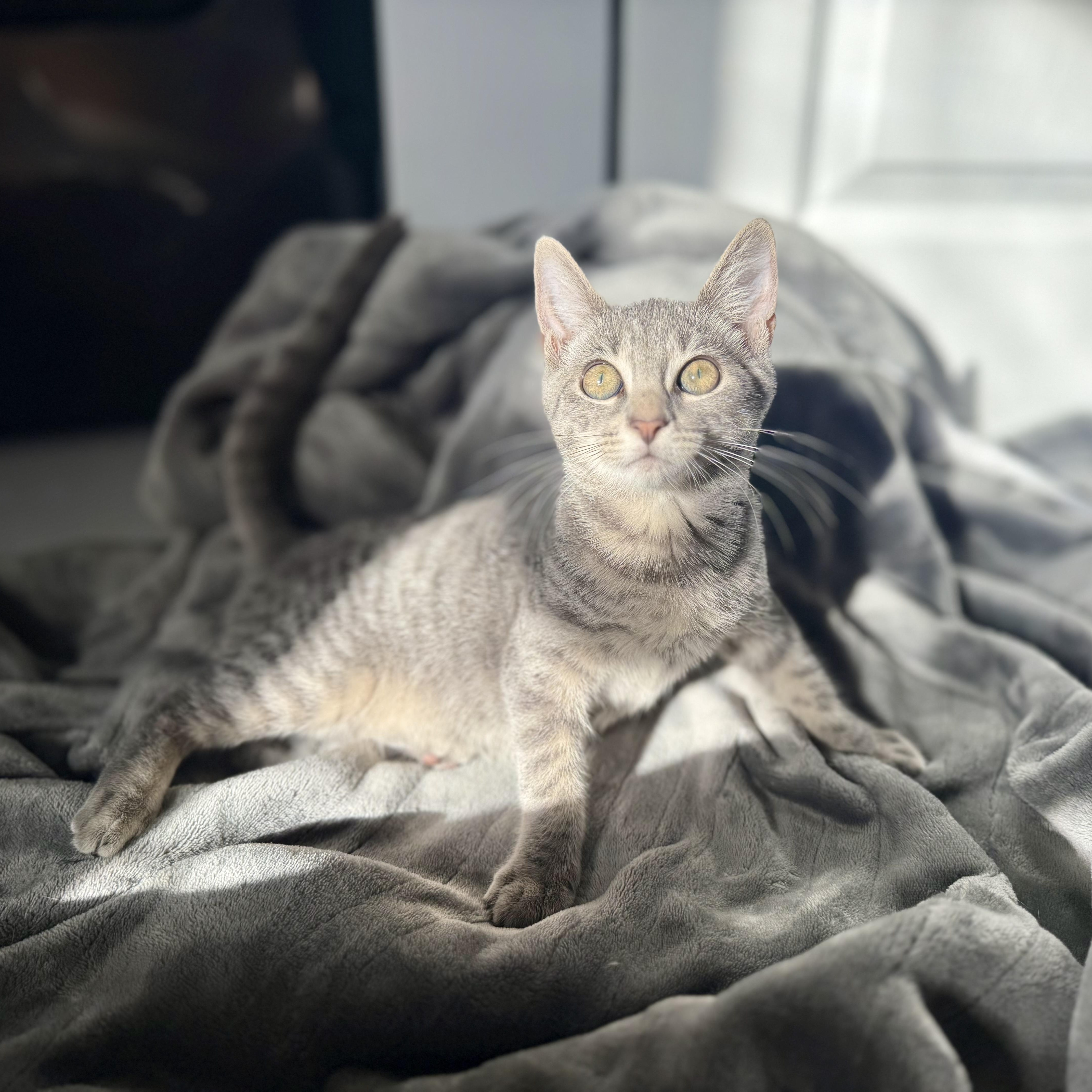 Enlarge Stormy, a ADOPTABLE Tabby in Boston, MA image 3/6