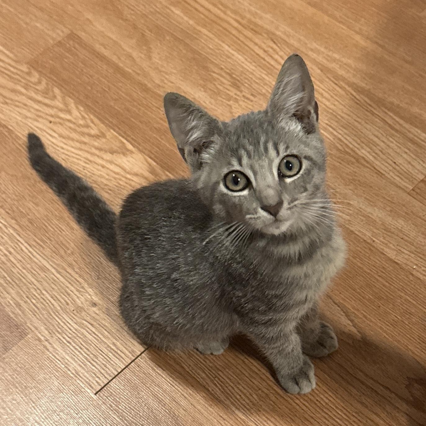 Enlarge Stormy, a ADOPTABLE Tabby in Boston, MA image 2/6