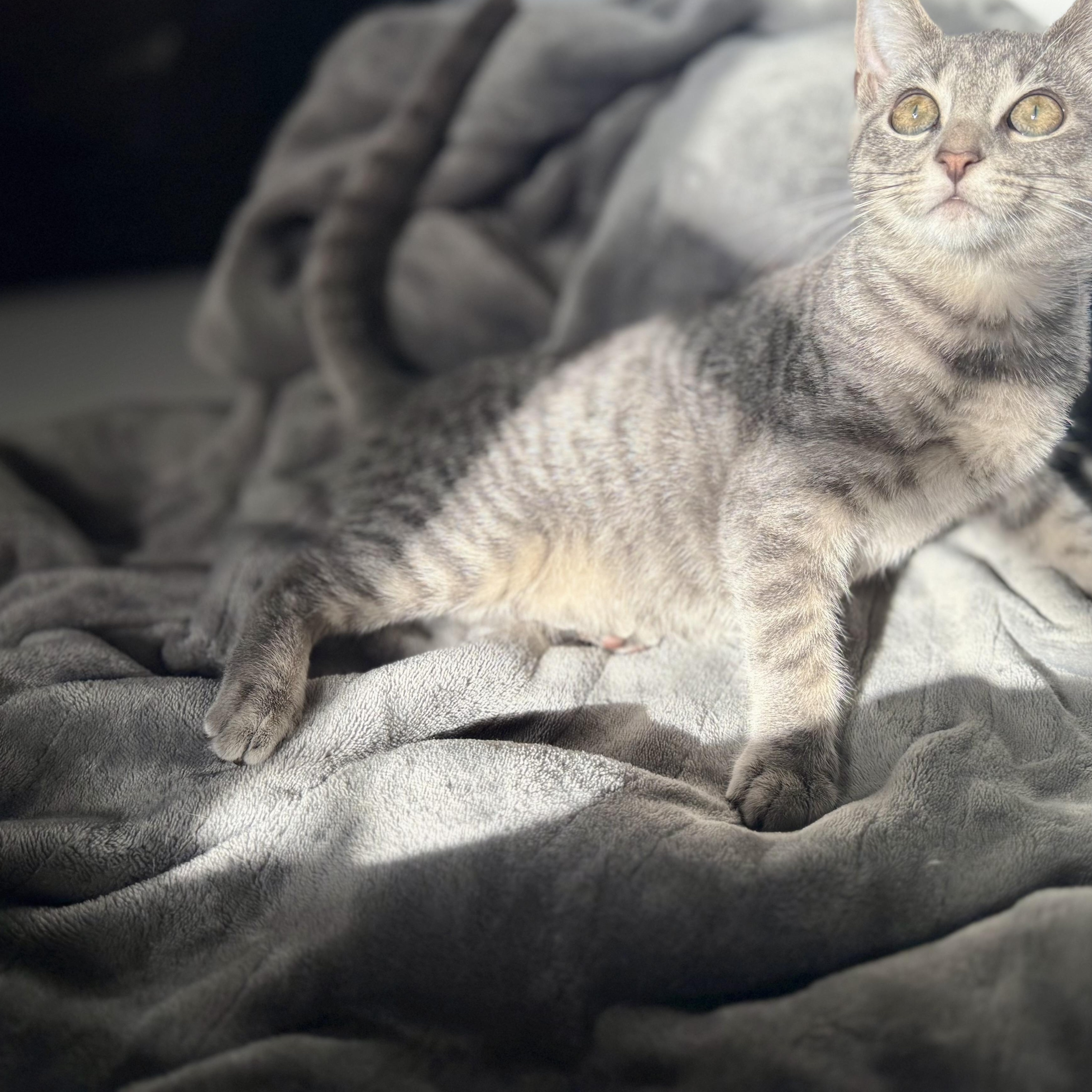 Enlarge Stormy, a ADOPTABLE Tabby in Boston, MA image 6/6