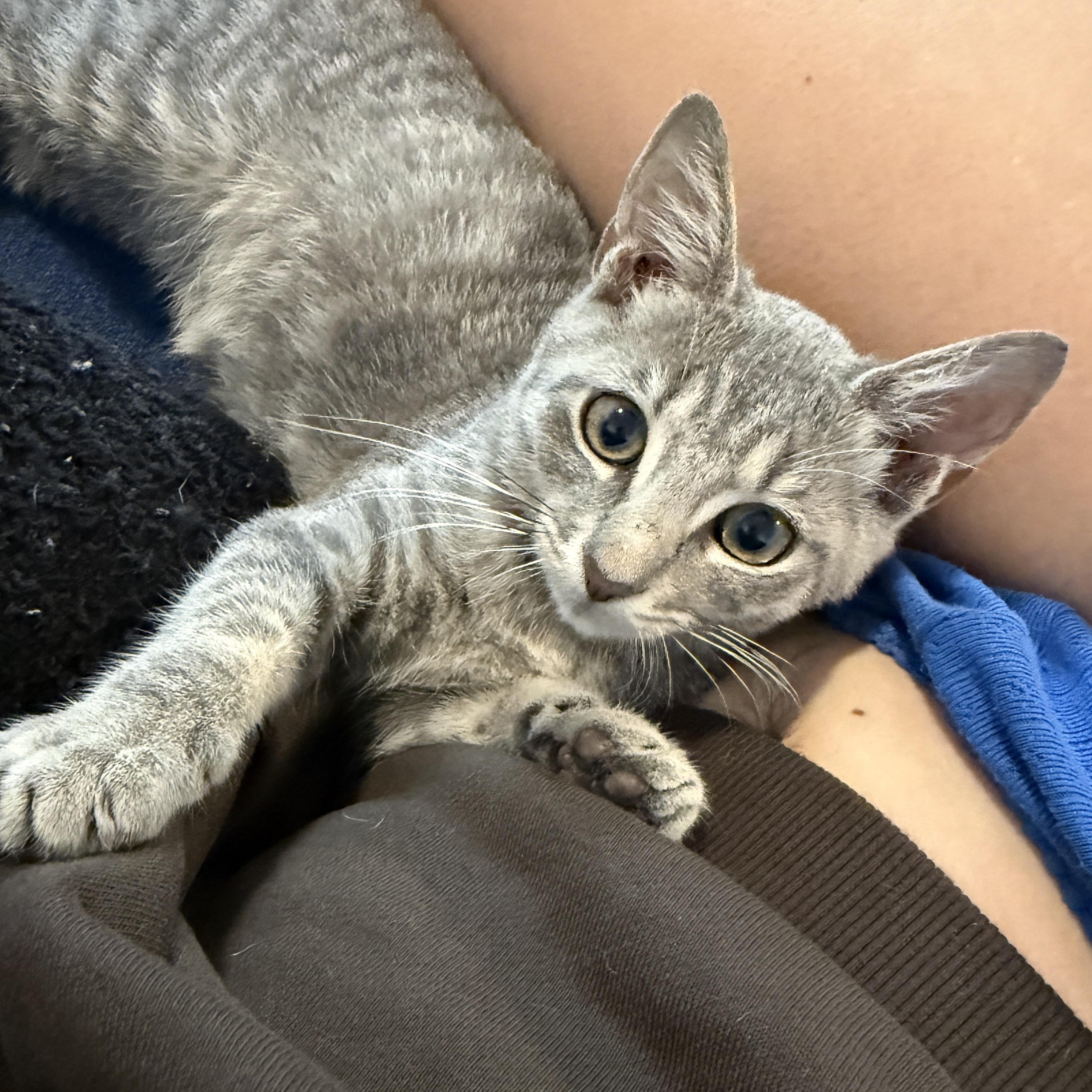 Stormy, ADOPTABLE, Kitten Female Tabby.