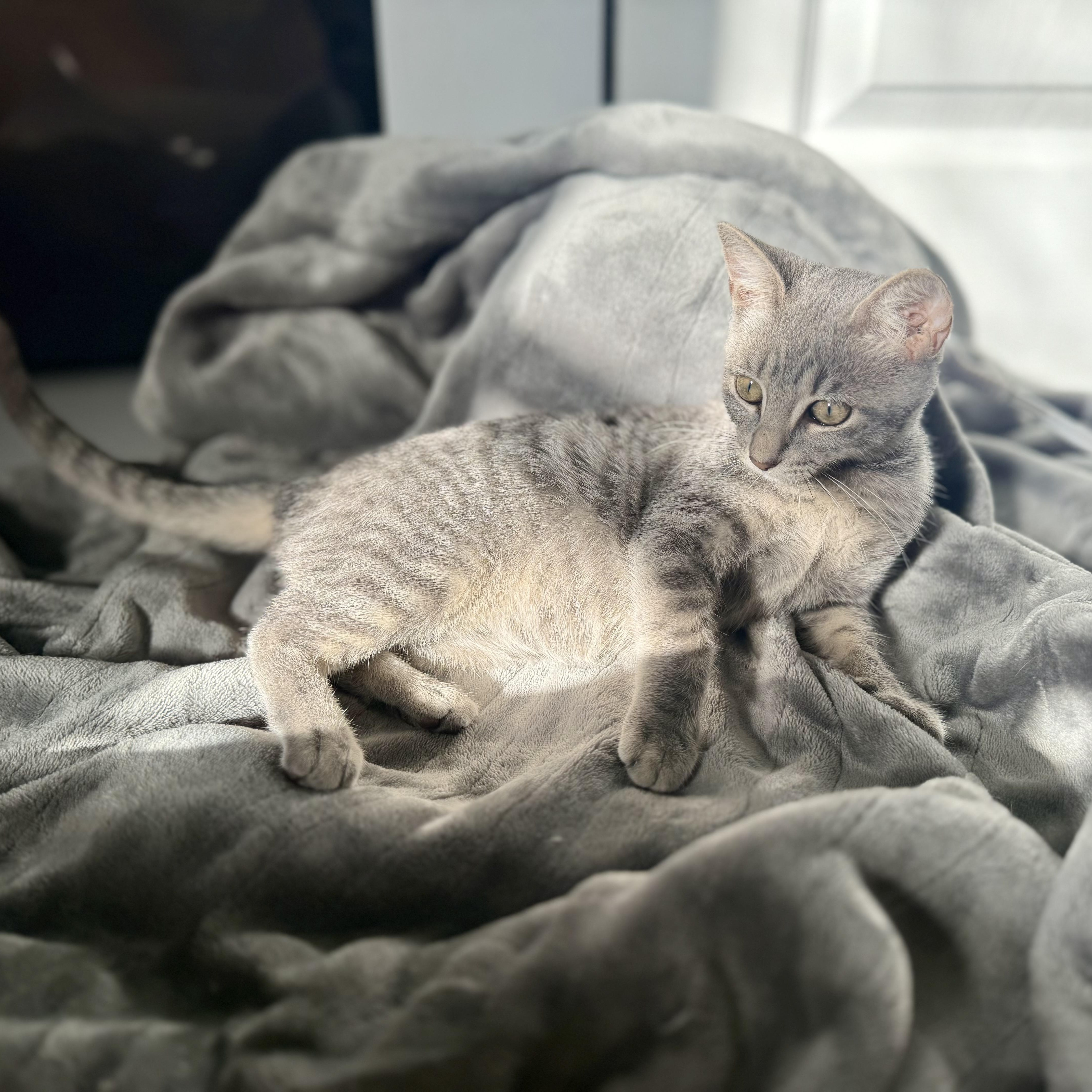 Enlarge Stormy, a ADOPTABLE Tabby in Boston, MA image 4/6