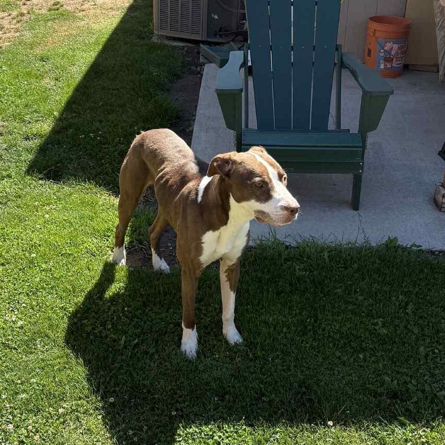 Enlarge Toby, a Adoptable Pit Bull Terrier in Klamath Falls, OR image 4/6