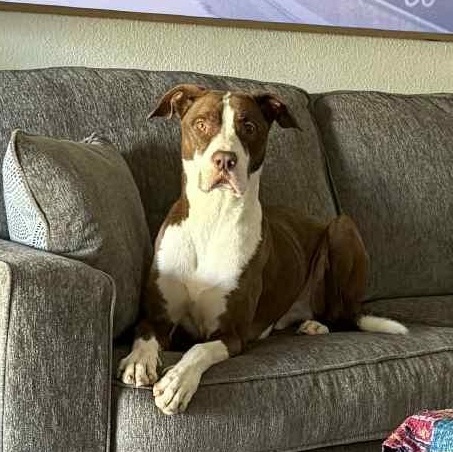 Enlarge Toby, a Adoptable Pit Bull Terrier in Klamath Falls, OR image 1/6