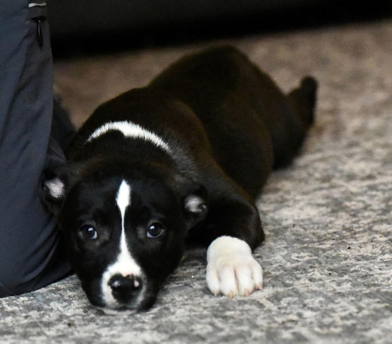 Enlarge Demi, a Adoptable mixed breed in Mechanicsburg, PA image 1/3