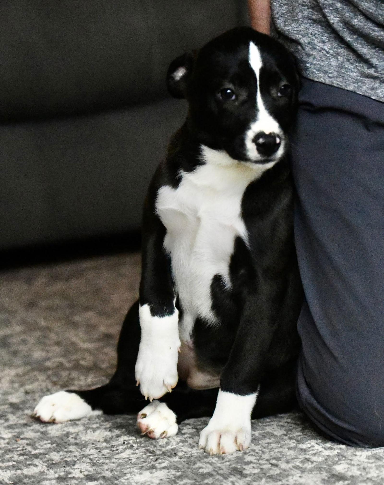 Enlarge Demi, a Adoptable mixed breed in Mechanicsburg, PA image 2/3