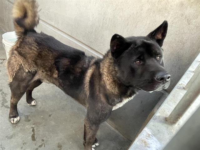 Enlarge **Prince**, a Adoptable Akita in Romoland, CA image 1/1