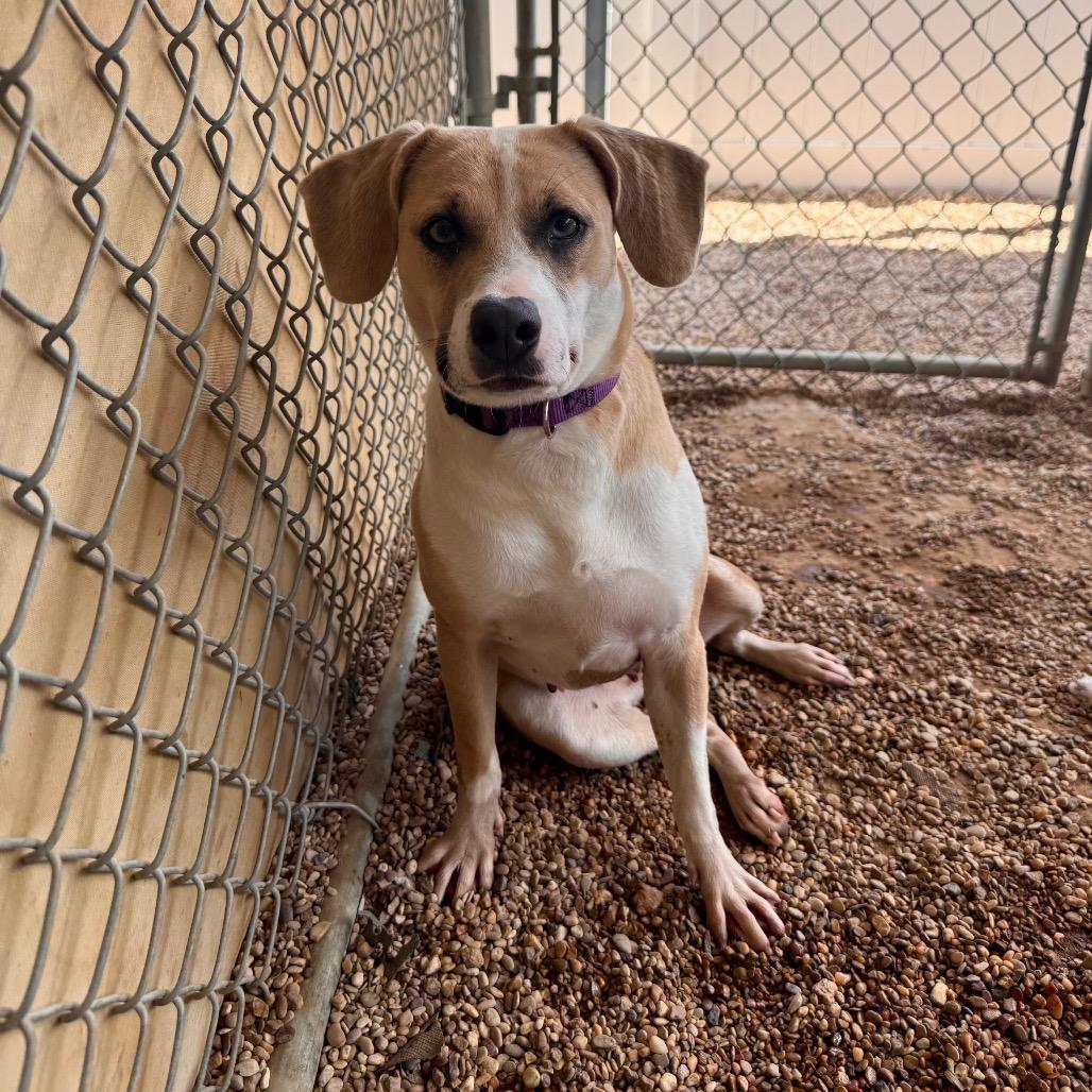 Sweetie, Adoptable, Adult Female Jack Russell Terrier & Whippet.
