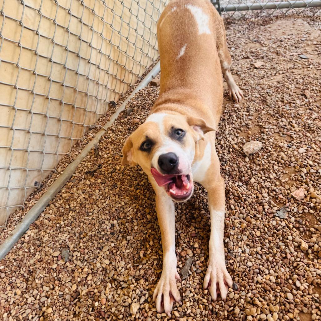 Enlarge Sweetie, a Adoptable mixed breed in Buchanan Dam, TX image 2/6