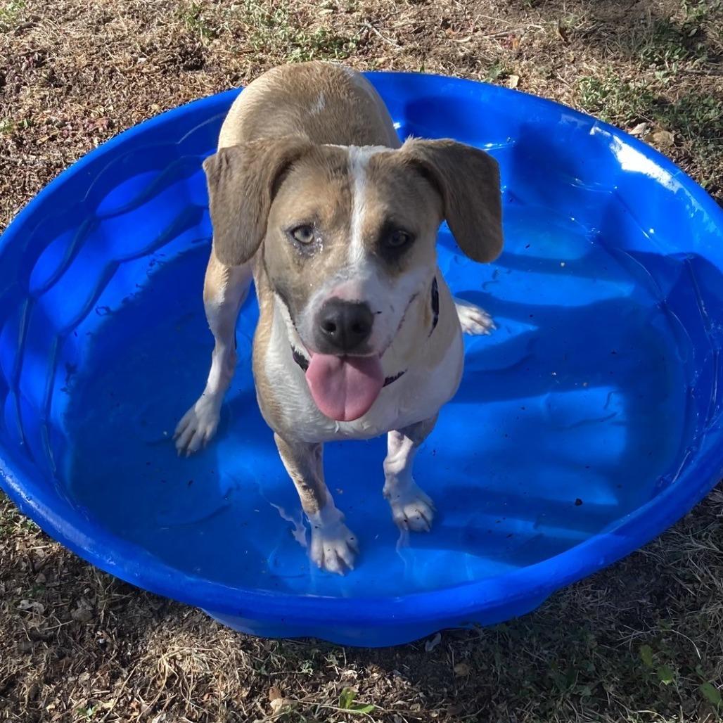 Enlarge Sweetie, a Adoptable mixed breed in Buchanan Dam, TX image 3/6