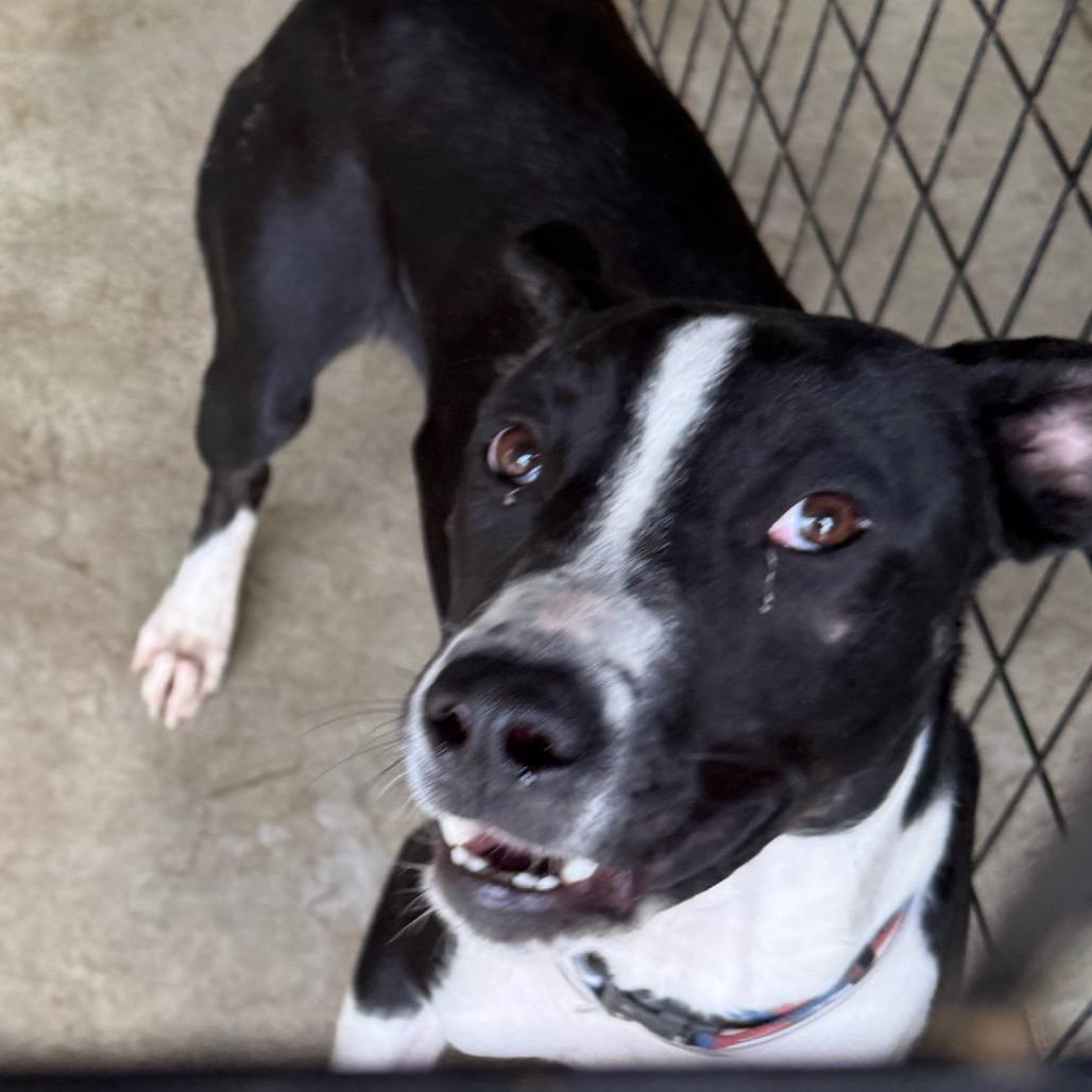 Enlarge Beethoven, a Adopted Black Labrador Retriever in Jeffersonville, IN image 1/2