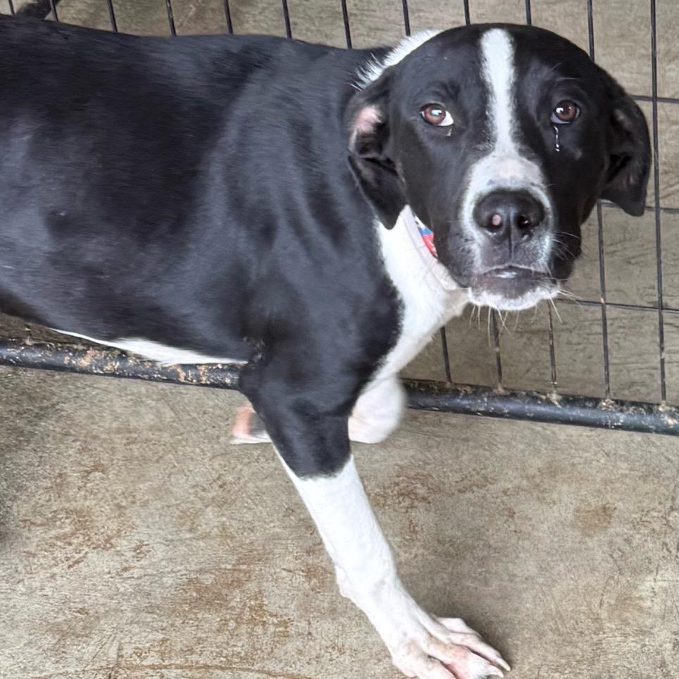 Beethoven, Adopted, Young Male Black Labrador Retriever.