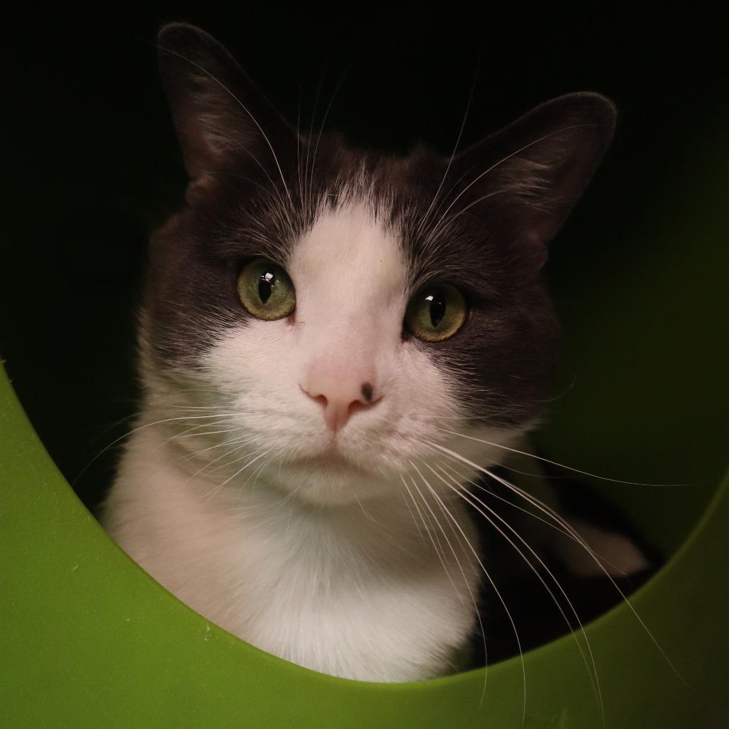 Bob, Adoptable, Adult Male Domestic Short Hair.