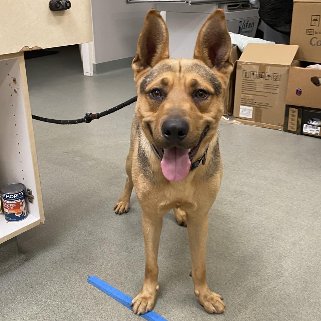 Norris, Adoptable, Adult Male German Shepherd Dog.