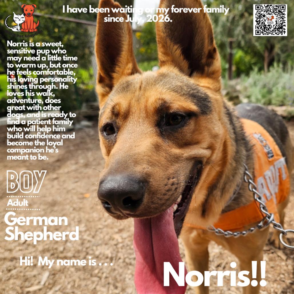 Enlarge Norris, a Adoptable German Shepherd Dog in Westminster, CA image 2/3