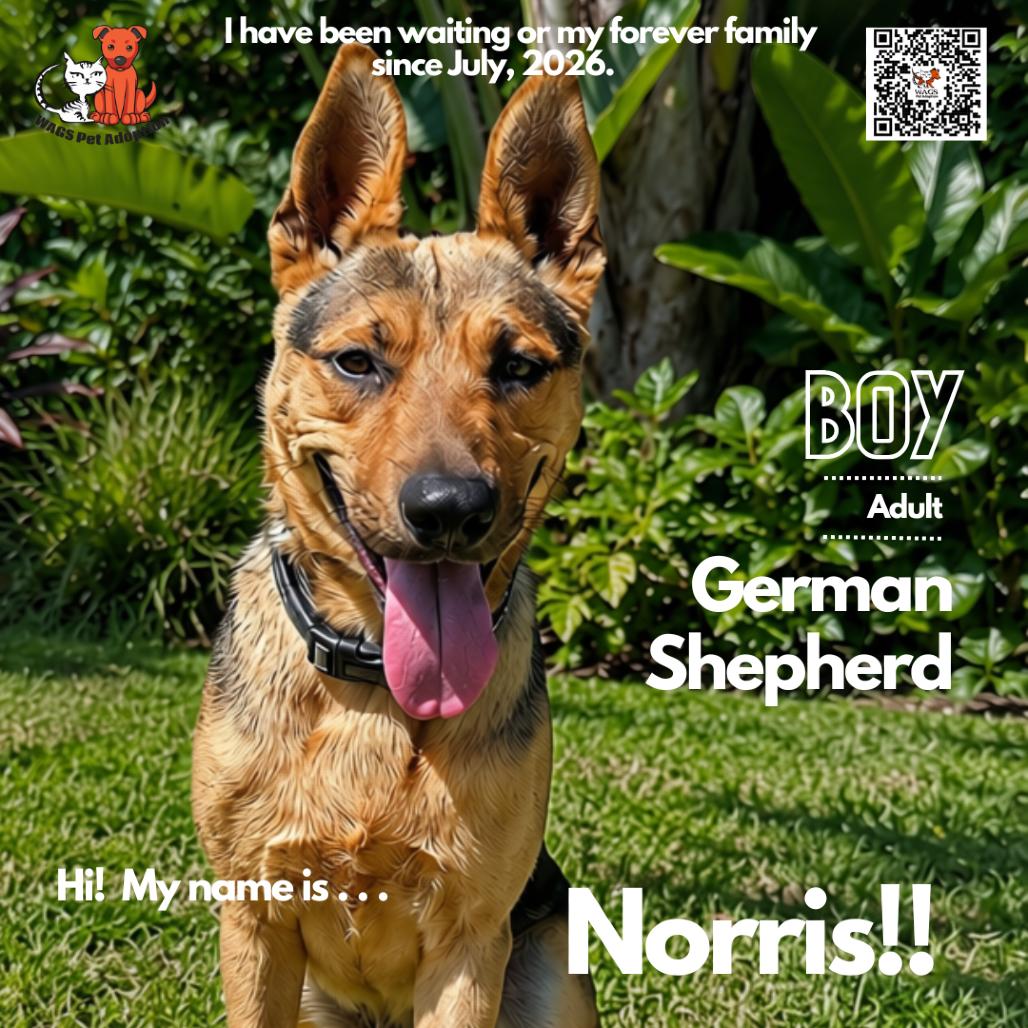 Enlarge Norris, a Adoptable German Shepherd Dog in Westminster, CA image 3/3