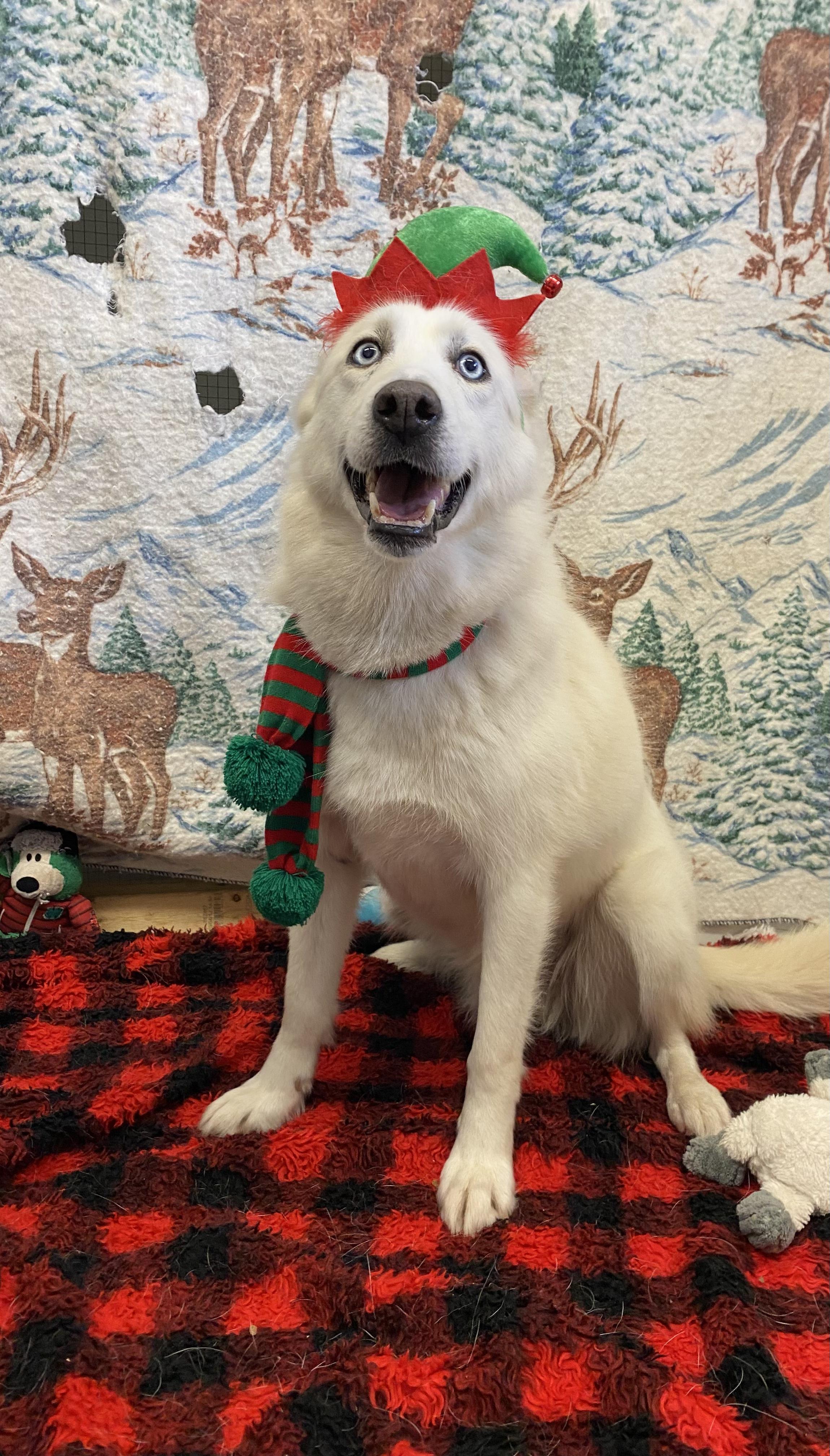 Twitch, a Adoptable mixed breed in Appin, ON image 1/6