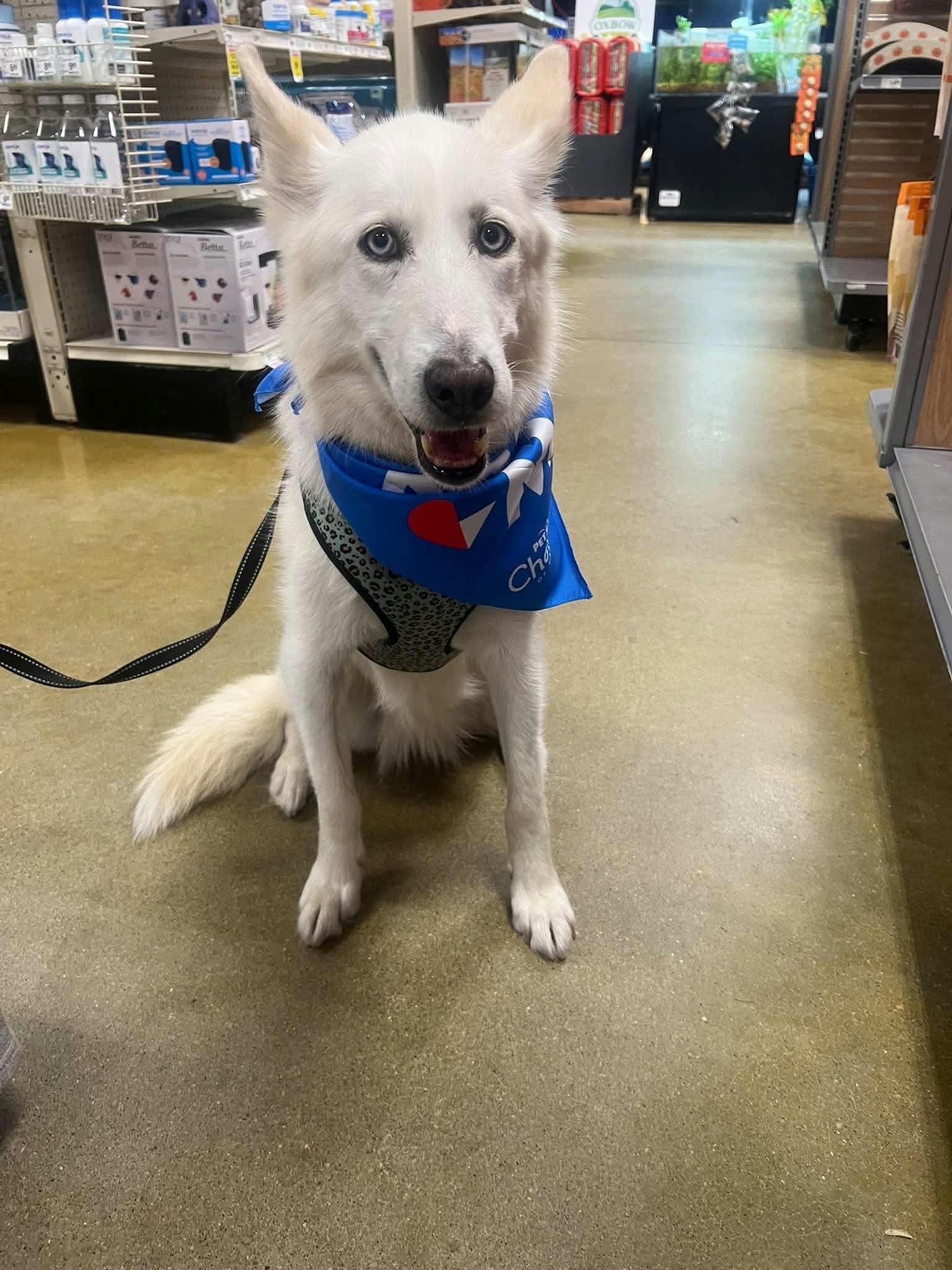 Enlarge Twitch, a Adoptable mixed breed in Appin, ON image 4/6