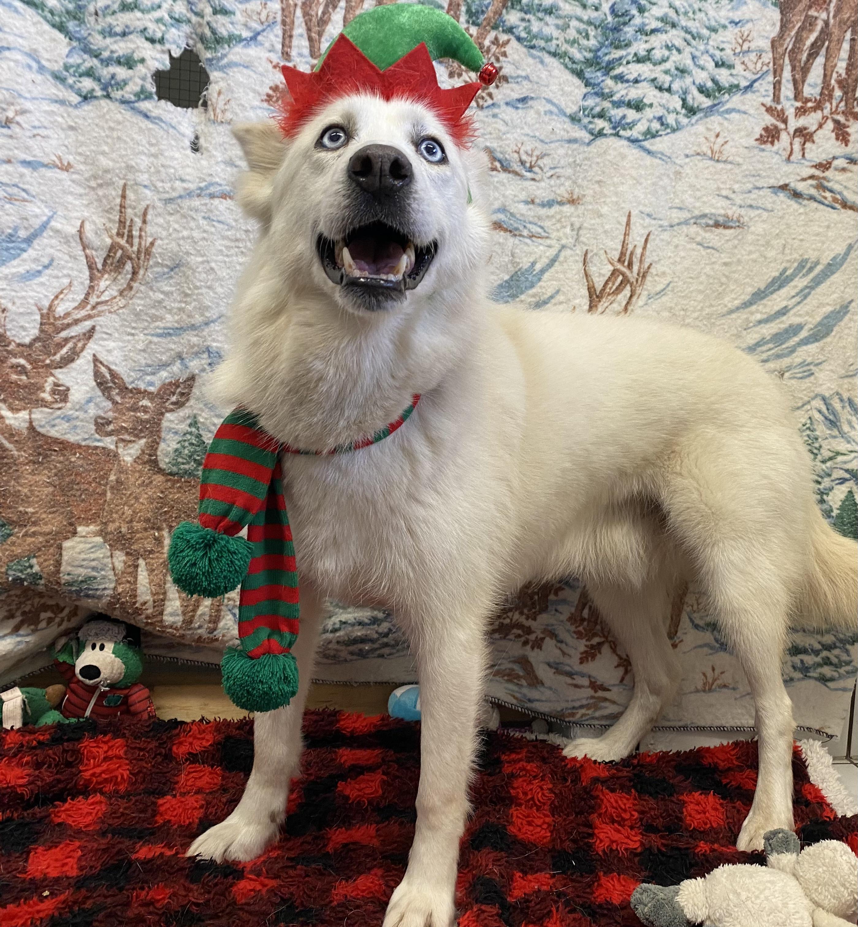 Twitch, a Adoptable mixed breed in Appin, ON image 2/6