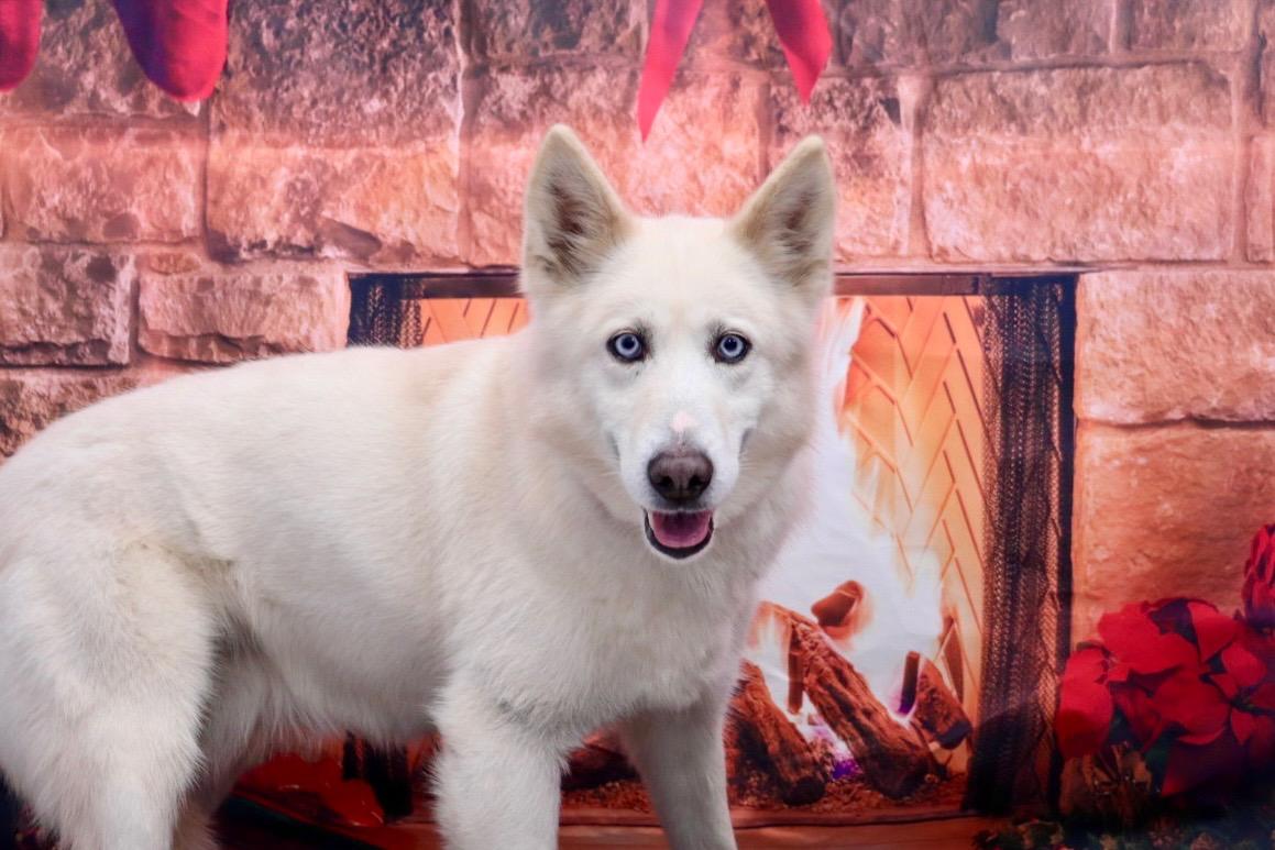 Twitch, a Adoptable mixed breed in Appin, ON image 3/6