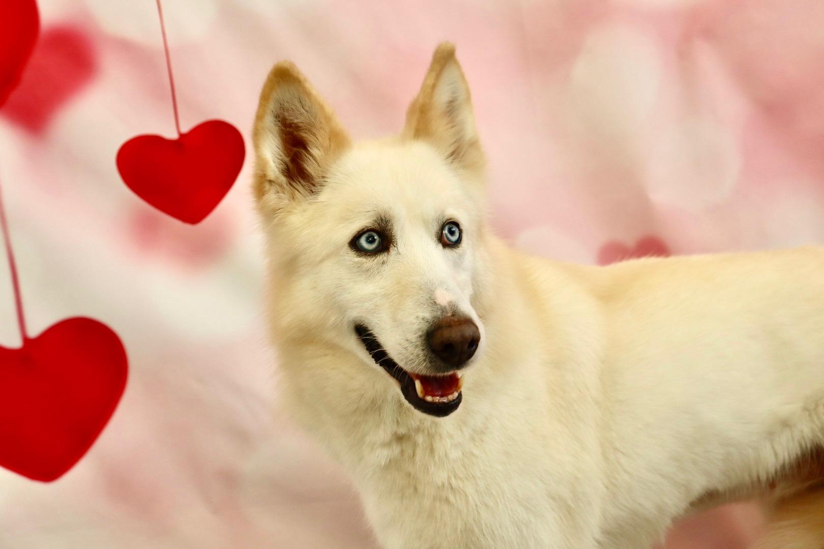 Twitch, a Adoptable mixed breed in Appin, ON image 4/6