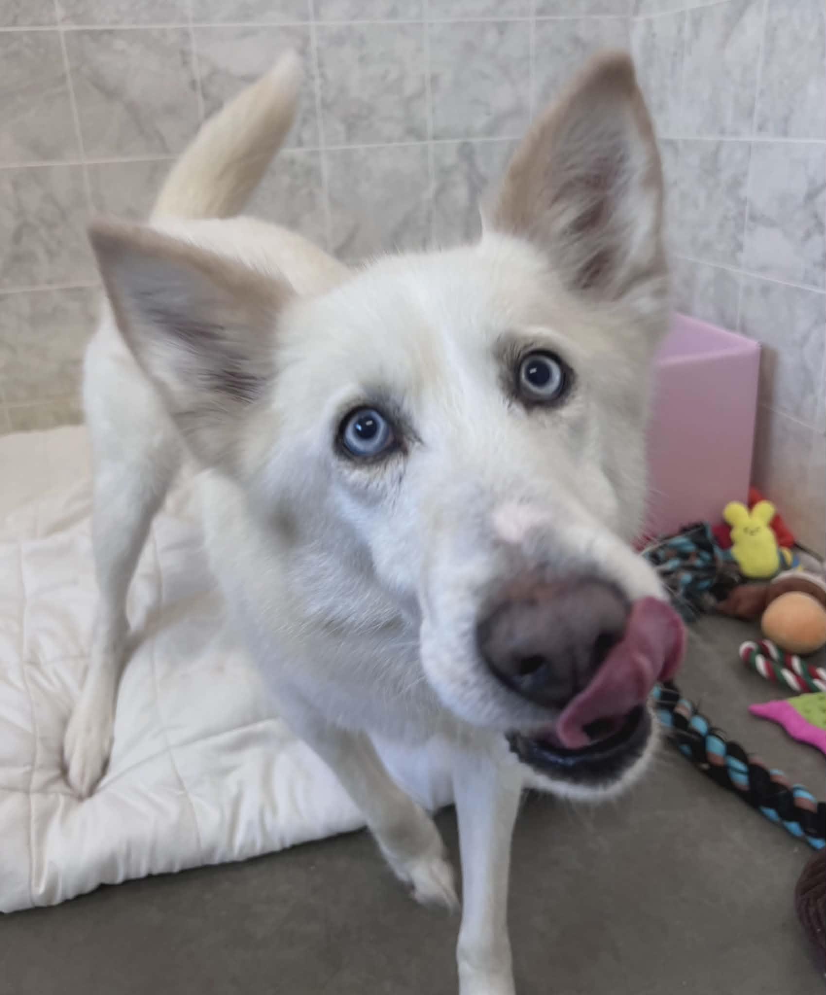 Enlarge Twitch, a Adoptable mixed breed in Appin, ON image 6/6