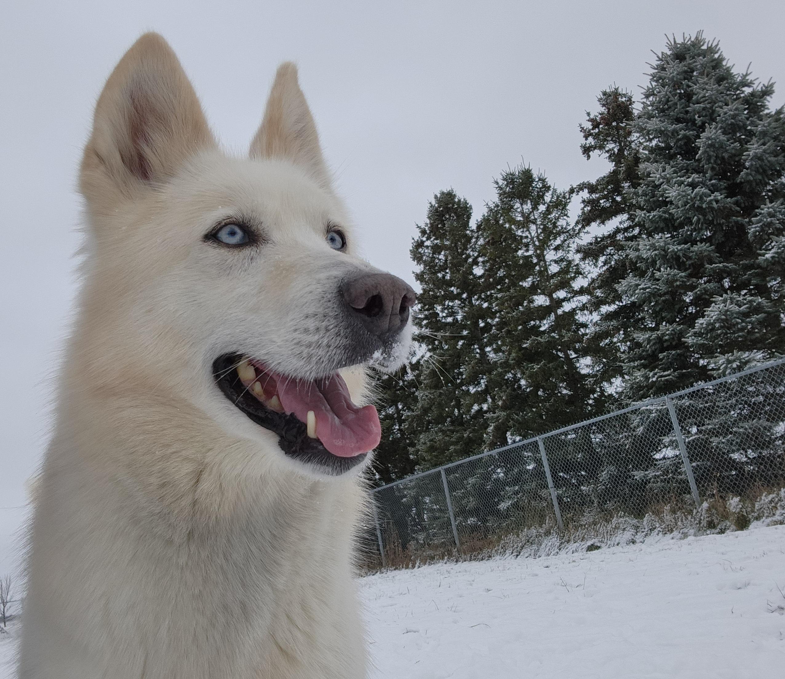 Twitch, a Adoptable mixed breed in Appin, ON image 5/6