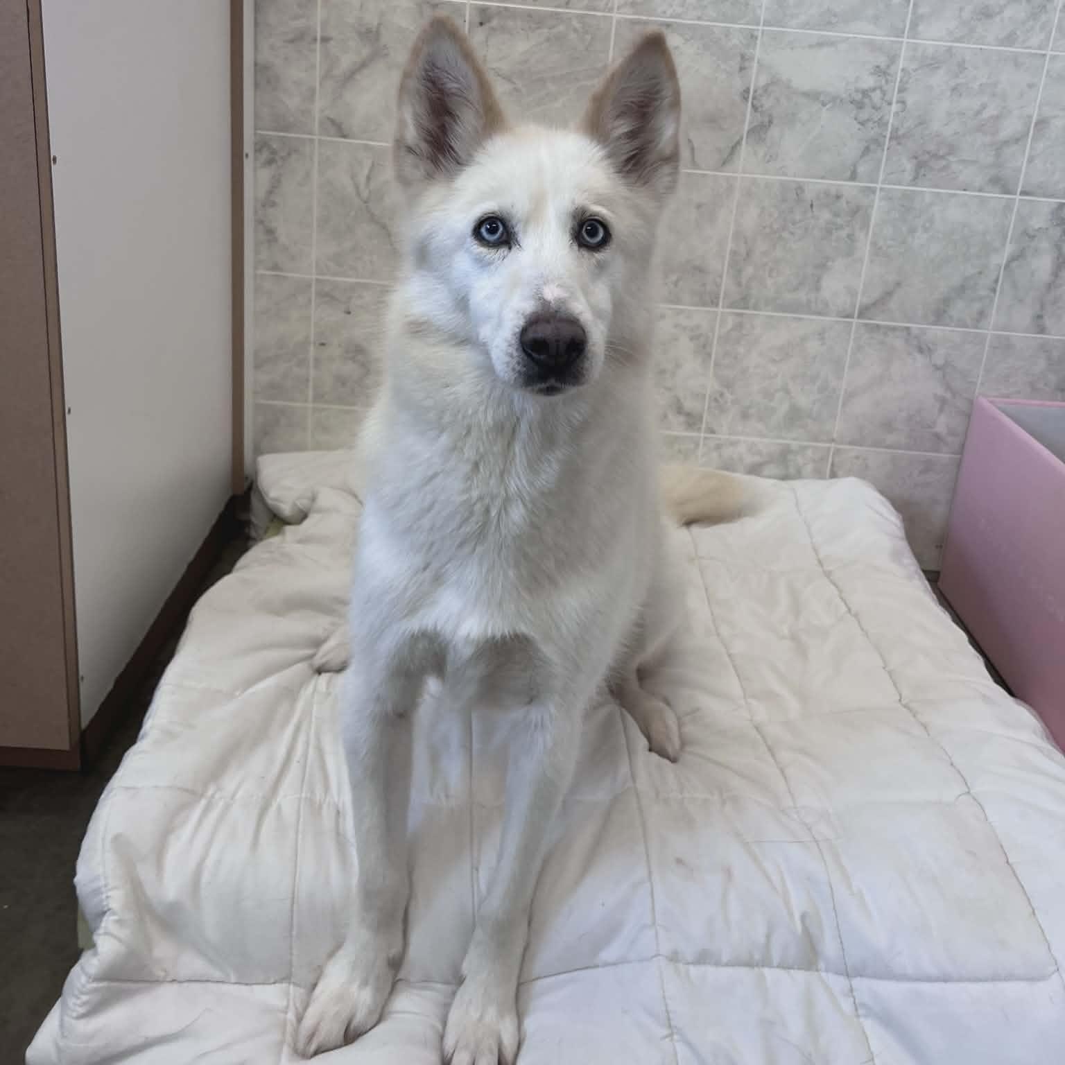 Enlarge Twitch, a Adoptable mixed breed in Appin, ON image 1/6