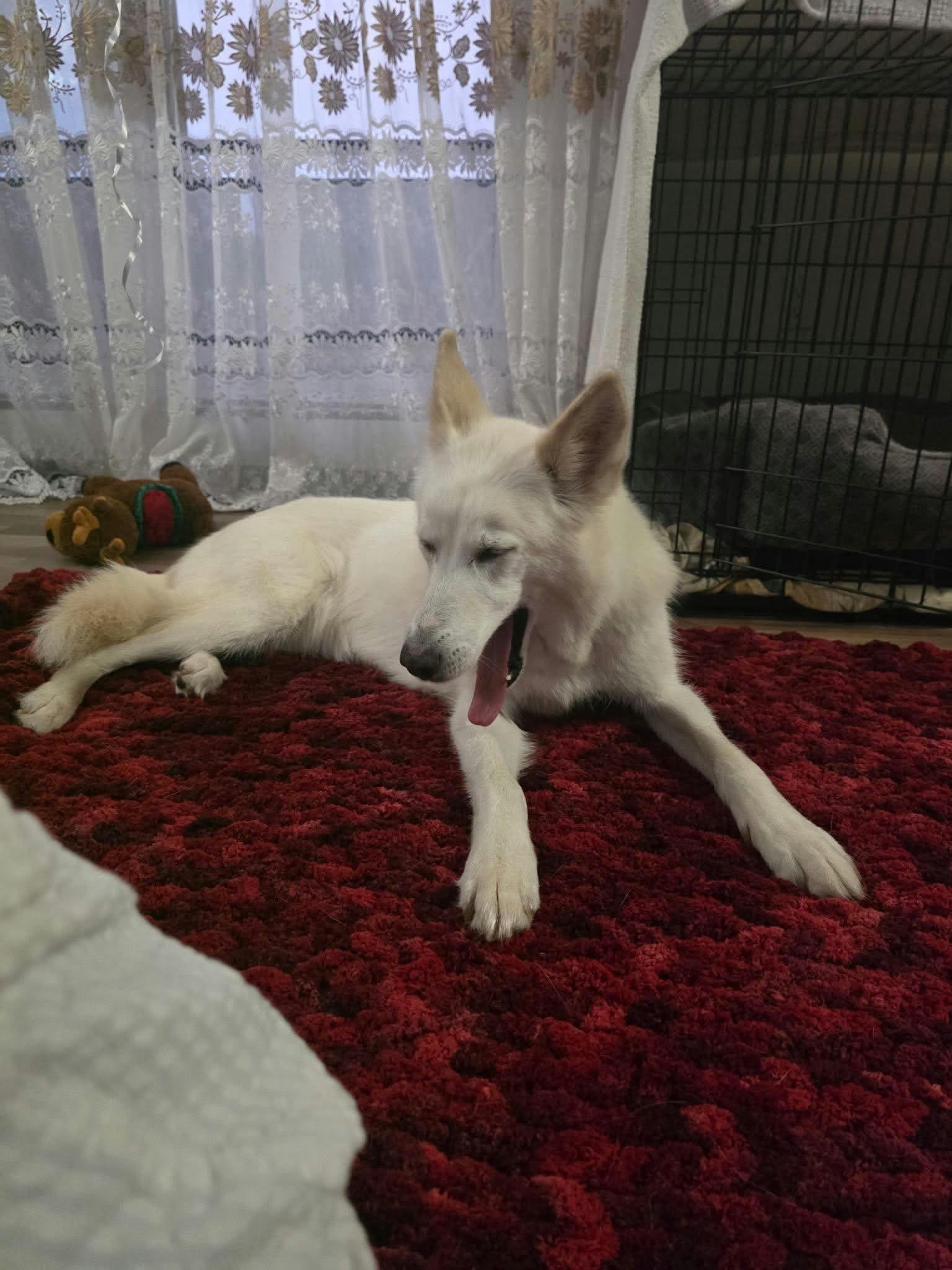 Enlarge Twitch, a Adoptable mixed breed in Appin, ON image 5/6