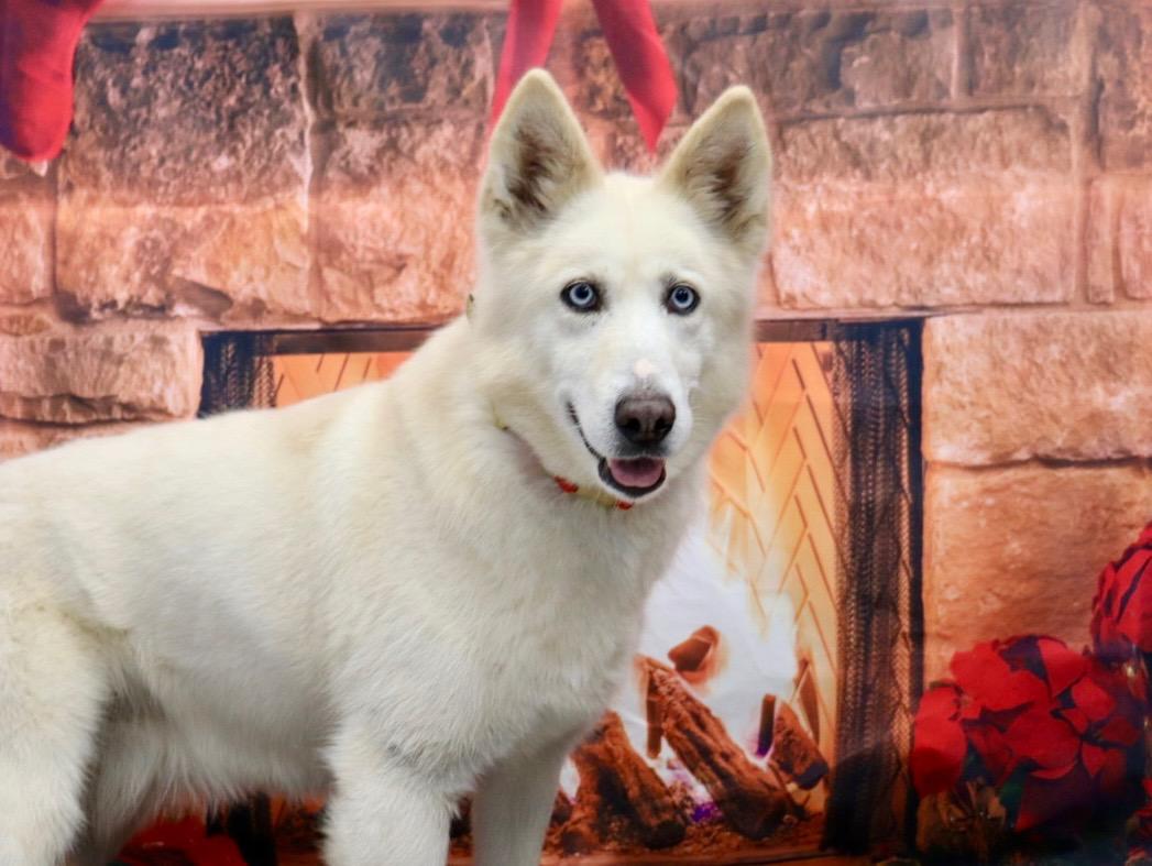 Twitch, a Adoptable mixed breed in Appin, ON image 6/6