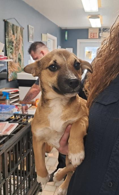 Enlarge Amy, a ADOPTABLE mixed breed in Hollister, MO image 1/1