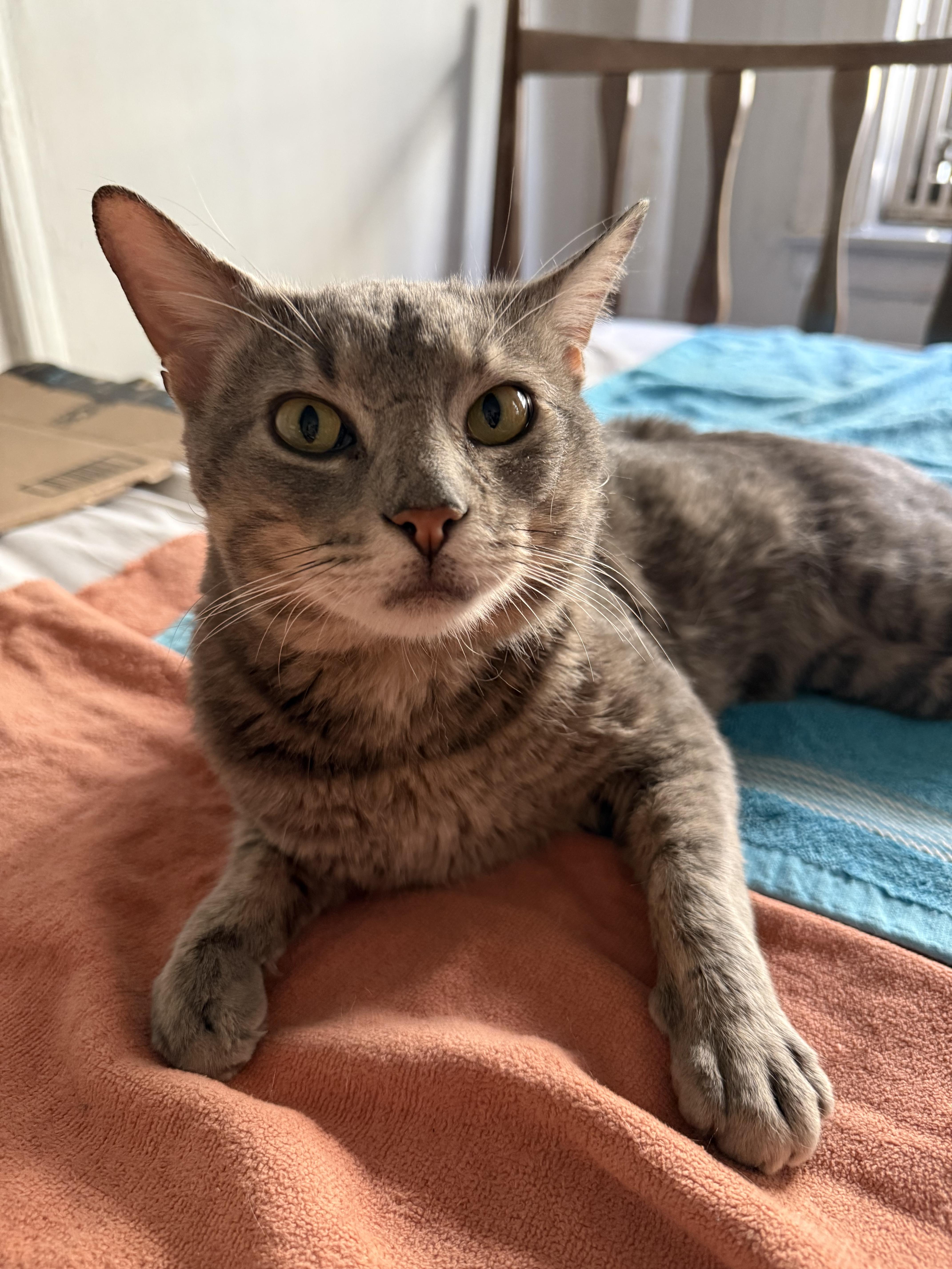 Enlarge Percy, a Adoptable mixed breed in New york, NY image 3/3