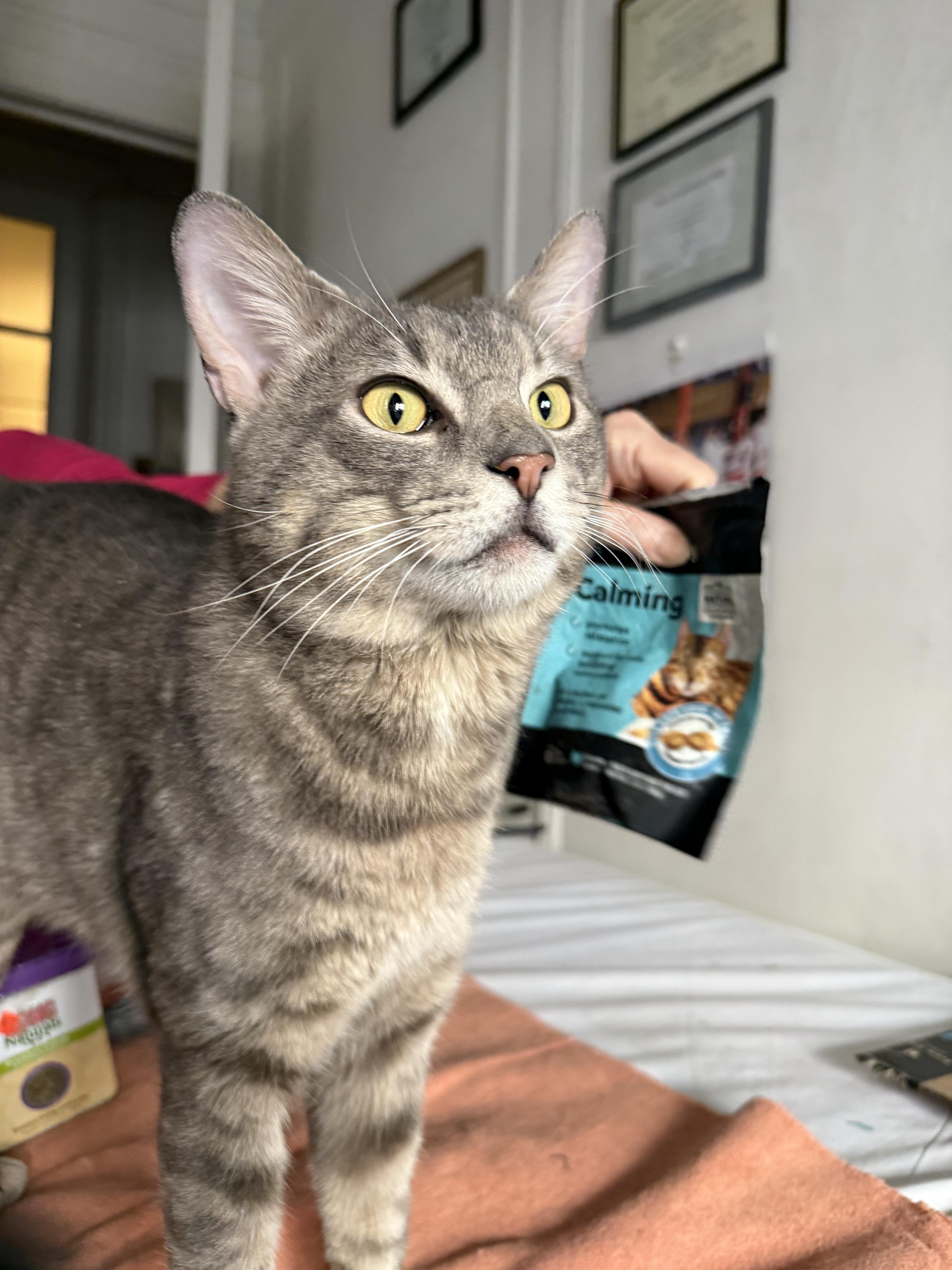 Percy, Adoptable, Adult Male Domestic Short Hair.