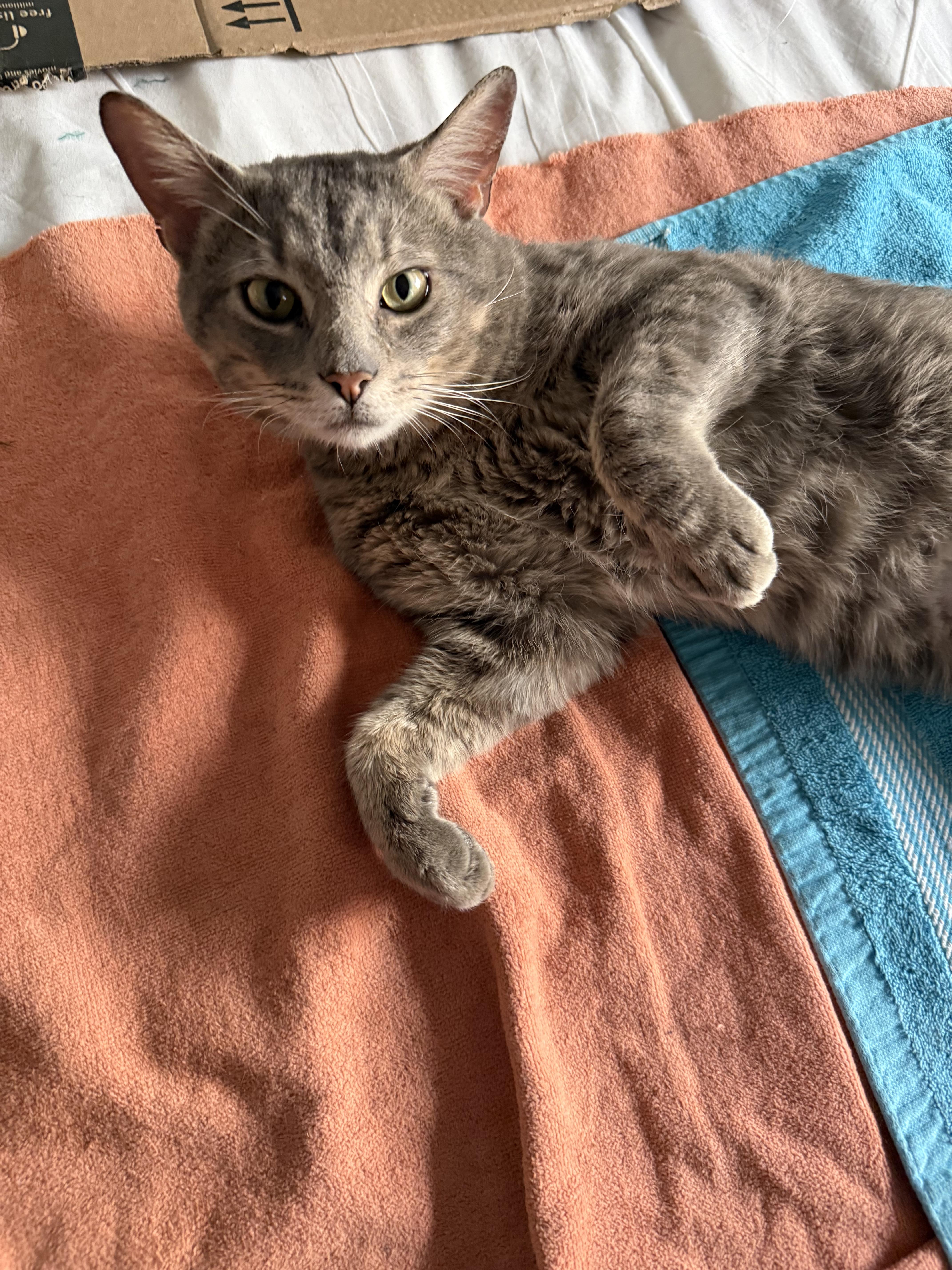 Enlarge Percy, a Adoptable mixed breed in New york, NY image 2/3