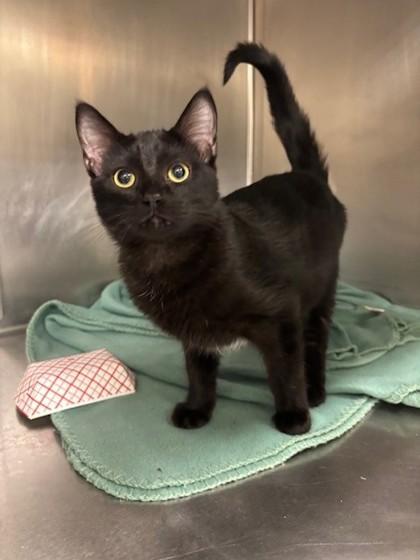 Dally, Adoptable, Kitten Male Domestic Short Hair & Domestic Short Hair.