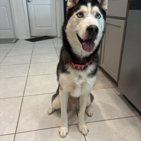 Enlarge Kye, a Adoptable Husky in Maitland, FL image 4/4