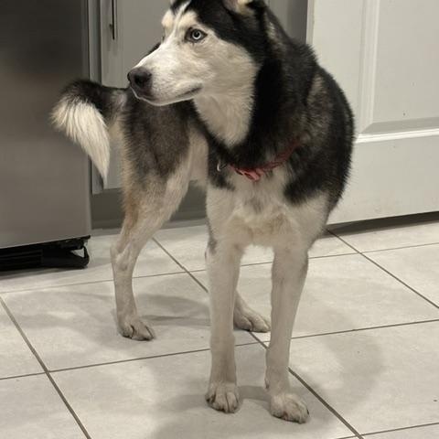 Enlarge Kye, a Adoptable Husky in Maitland, FL image 2/4