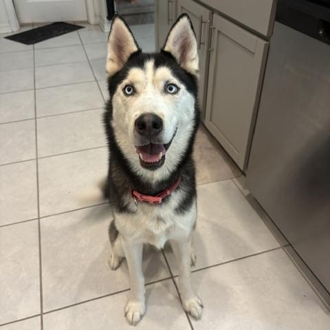 Enlarge Kye, a Adoptable Husky in Maitland, FL image 3/4