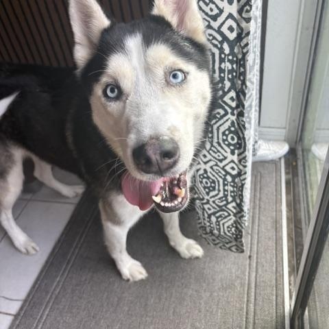 Enlarge Kye, a Adoptable Husky in Maitland, FL image 1/4
