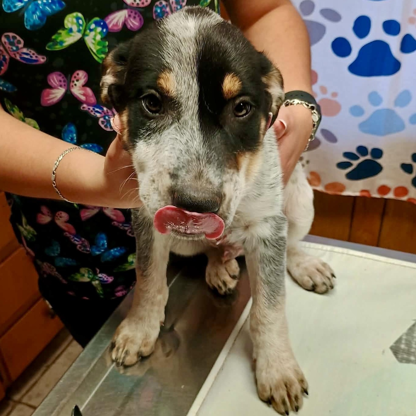 Hash, ADOPTABLE, Puppy Male Australian Cattle Dog / Blue Heeler & Australian Shepherd.
