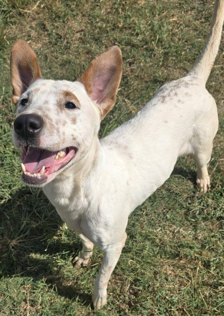 Freckles, Adoptable, Young Male Pit Bull Terrier.