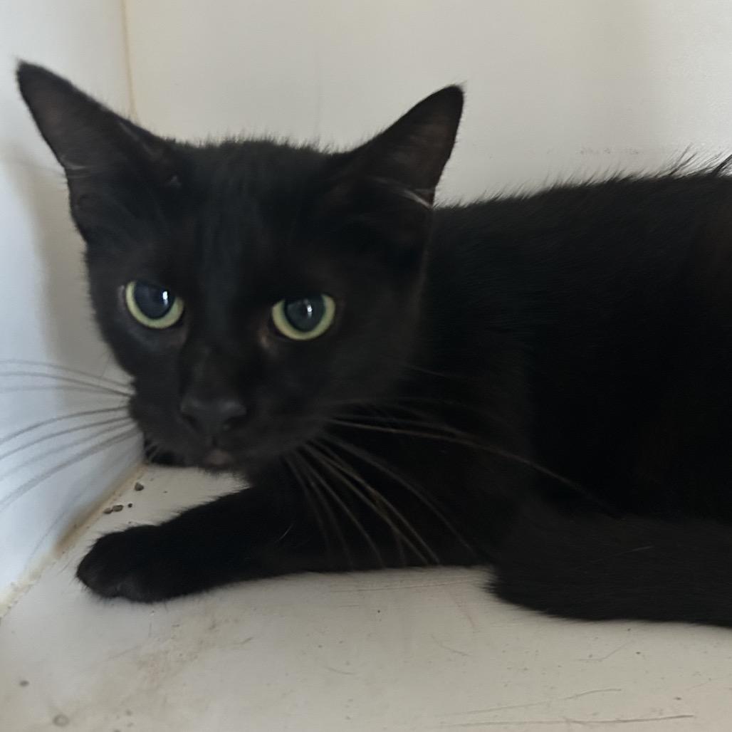 Enlarge Luma, a Adoptable American Shorthair in Portland, TX image 1/1