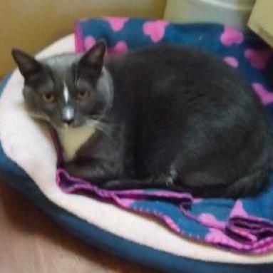 Mama Cat, Adoptable, Senior Female American Shorthair.
