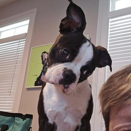 Winston (aka) Bear, Adoptable, Young Male Boston Terrier.